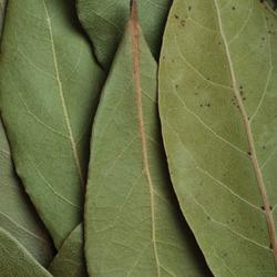 Bay Leaves, Hand-Selected ½ oz bag